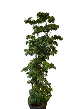 Translation missing: lt.sections.featured_product.gallery_thumbnail_alt