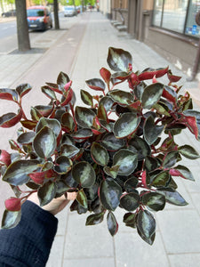 Peperomia Columbiana Metallica