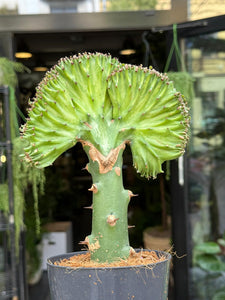 Euphorbia Lactea cristata
