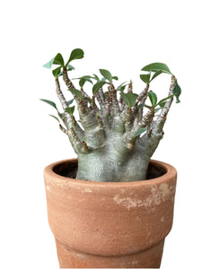Adeniu arabicum