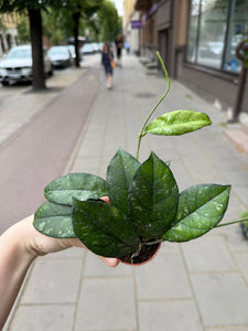 Vaškuolė Hoya Crassipetiolata splash round leaf