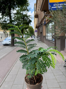 Tamarindus Indica