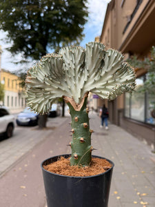 Euphorbia Lactea cristata