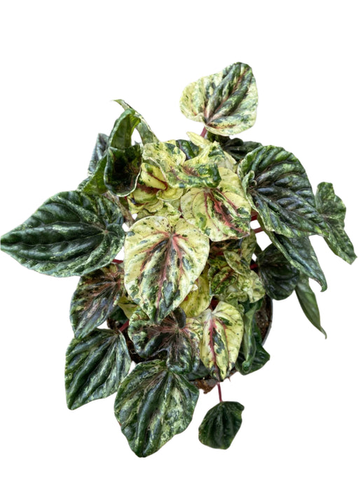 Peperomia Buenos Aires
