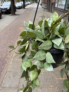 Hoya Krohniana Silver (Super Eskimo) kabančiame vazone