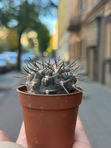 Gymnocalycium Stellatum