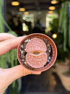 Lithops midi mix