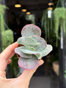Cotyledon orbiculata