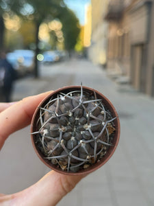 Gymnocalycium Stellatum