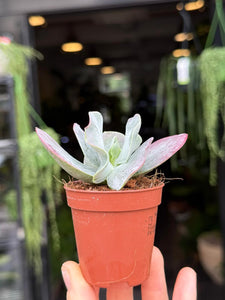 Cotyledon orbiculata