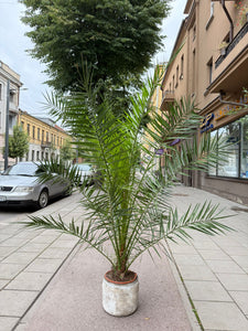 Phoenix Canariensis