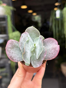 Cotyledon orbiculata