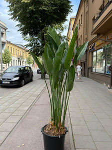 Strelitzia Reginae 180cm