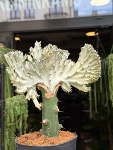 Euphorbia Lactea cristata