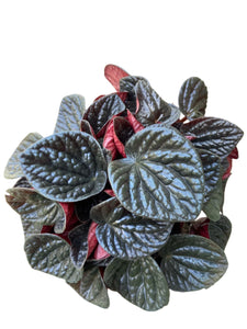 Peperomia Choclat
