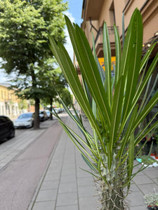 Pachypodium Gaeyi Tall Fatty