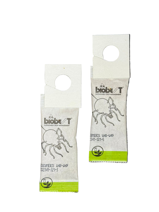 Amblyseius cucumeris predatory tick 100 units/100,000 ticks