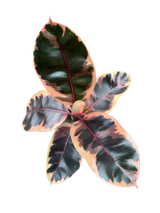 Ficus elastica Belize 65-70 cm 1st.