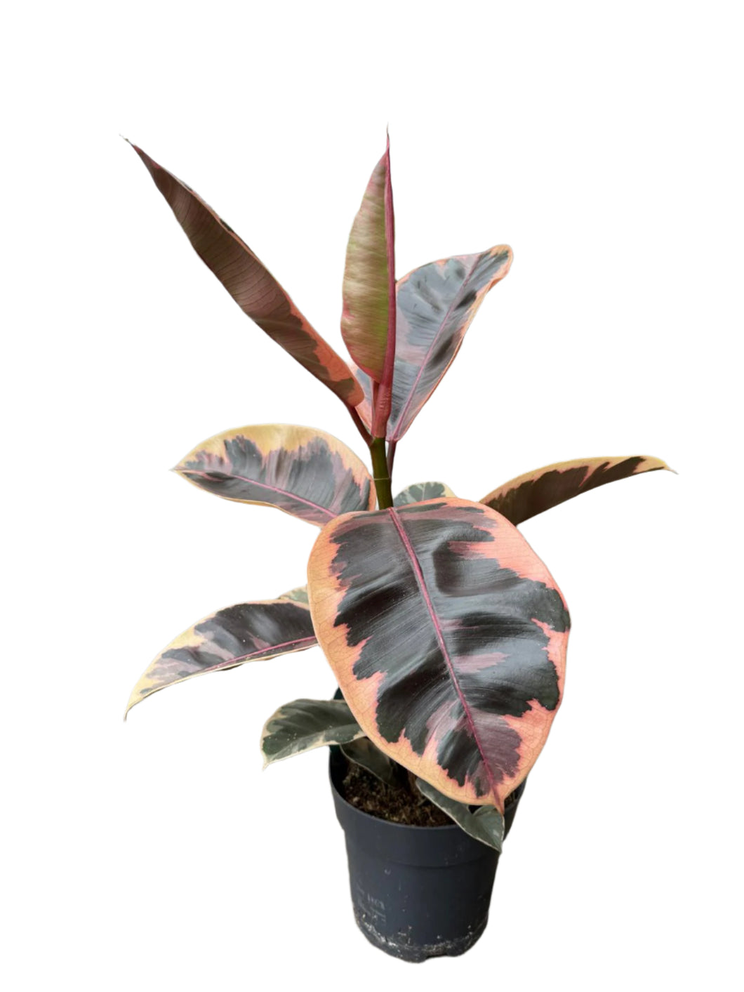 Ficus elastica Belize 65-70 cm 1st.