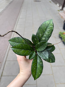Vaškuolė Hoya Crassipetiolata splash round leaf