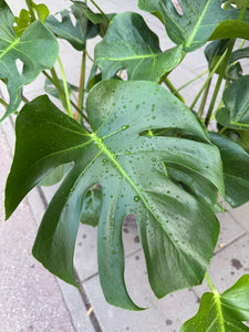 Monstera deliciosa