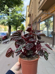 Peperomia Rood