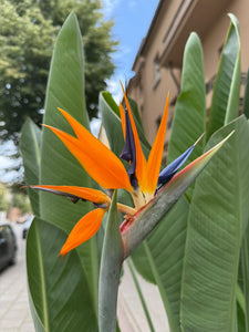 Strelitzia Reginae 180cm