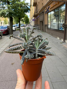 Kalanchoe Tubiflora Decorum