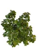 Translation missing: lt.sections.featured_product.gallery_thumbnail_alt