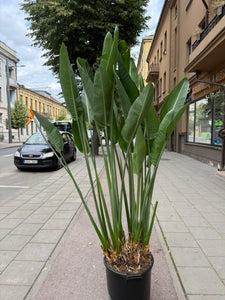 Strelitzia Reginae 180cm
