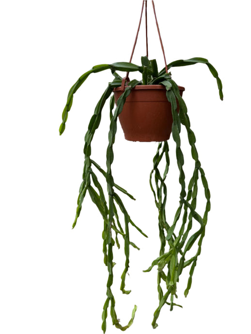 Rhipsalis Paradoxa
