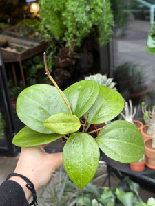Vaškuolė Hoya Latifolia Borneo