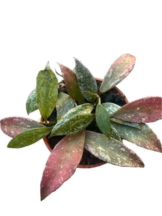 Vaškuolė Hoya Lacunosa Laos