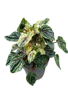 Peperomia Buenos Aires