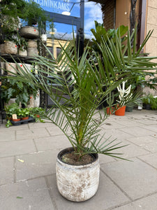 Phoenix Canariensis