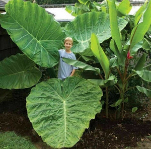 COLOCASIA ESCULENTA (ELEPHANT EAR) ‘Jumbo Taro'