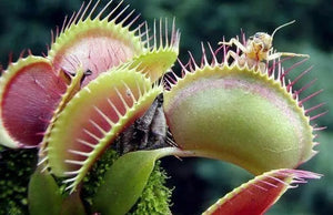 Dionaea muscipula Jautrusis musėkautas