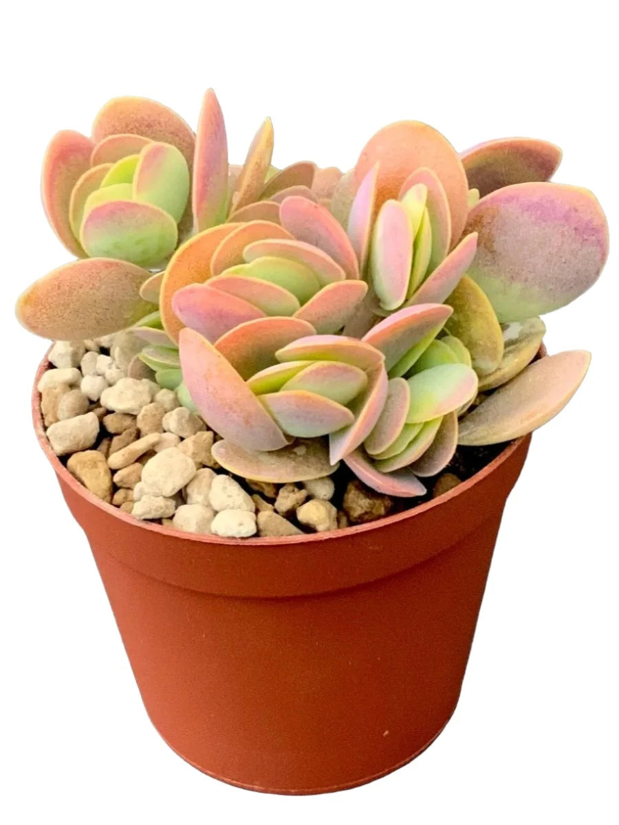 Kalanchoe Rotundifolie