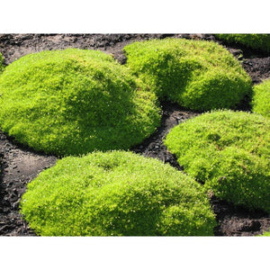 Scleranthus Mossy Peppin