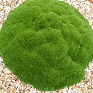 Scleranthus Mossy Peppin