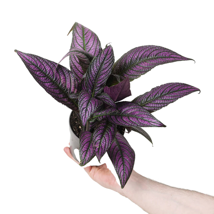 Strobilanthes Dyeriana