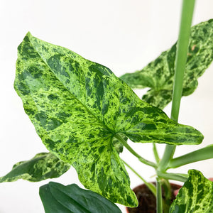 Syngonium Mottled Singonis