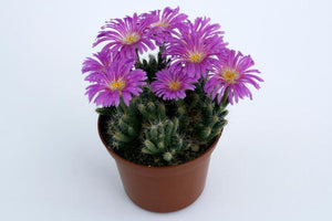 Trichodiadema Densum