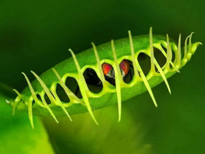 Dionaea muscipula Jautrusis musėkautas