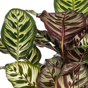 Calathea makoyana