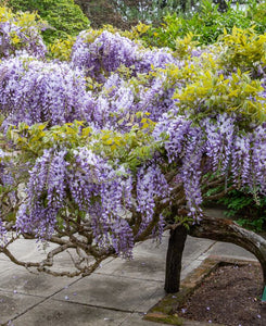 Wisteria sinensis Prolific