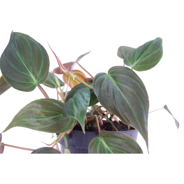 Philodendron scandens subsp. micans – Gipsygarden