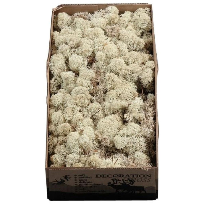 Stabilized Icelandic moss 500g. box