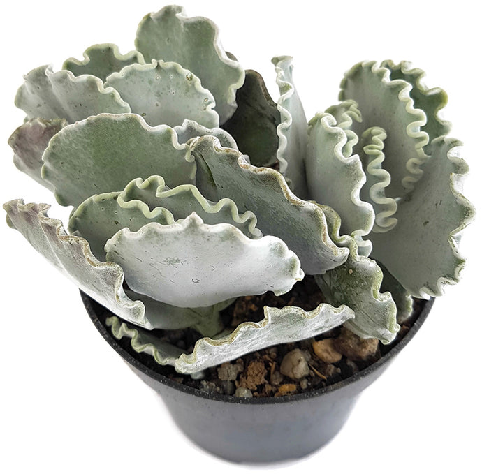 Cotyledon undulata