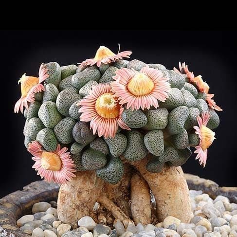 Aloinopsis Schooneesii